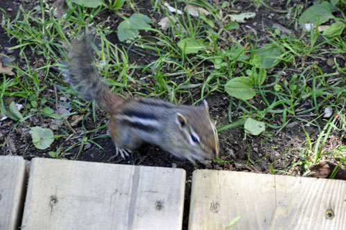 Squirrel at Voyageurs National Park